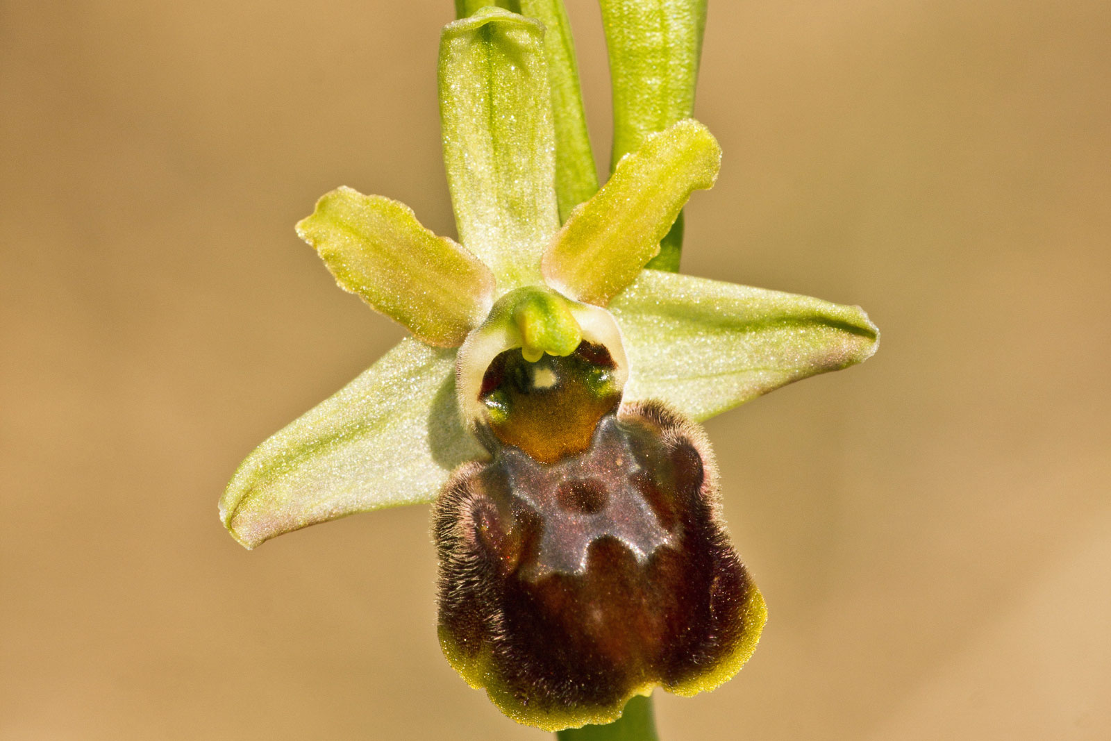 Ophrys sphegodes subsp. sphegodes Mill. -